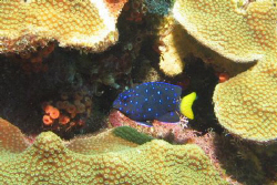 Juvenile Damsel Fish; Curacao, Netherland Antilles.  The ... by Jon Doud 